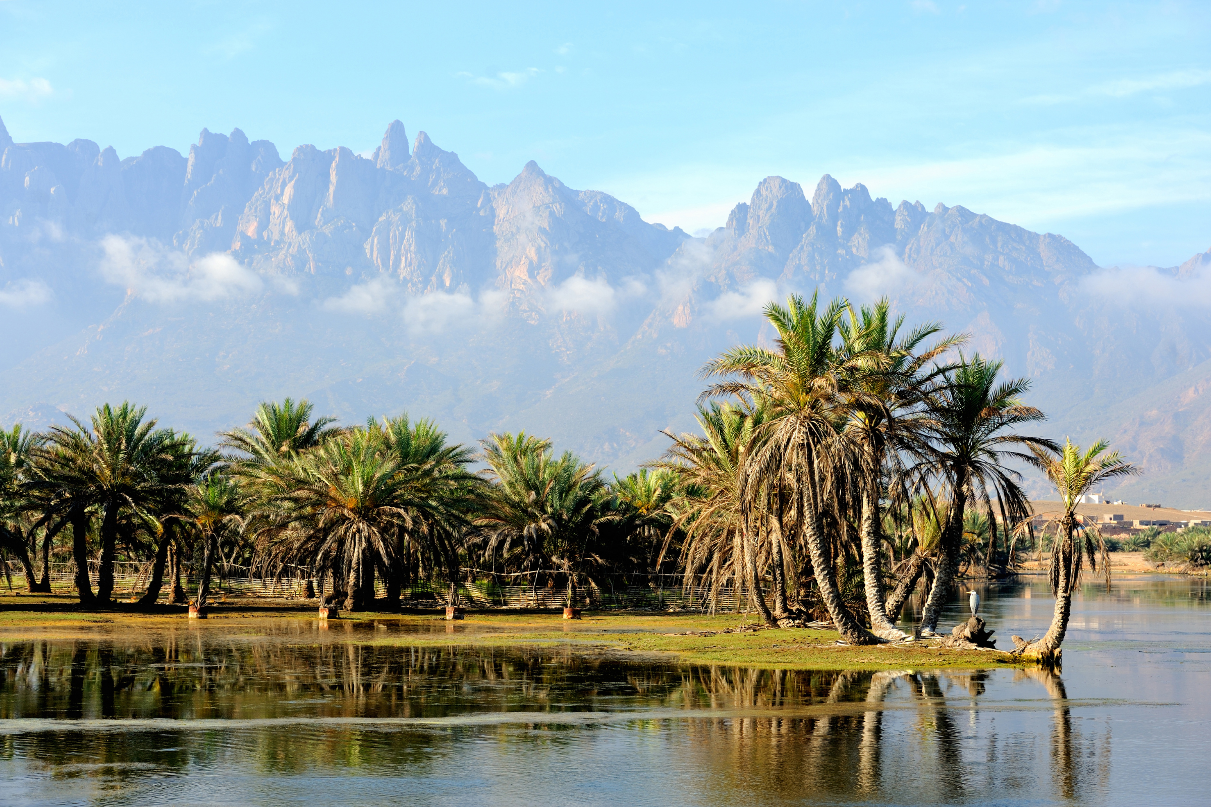 socotra island (4).webp